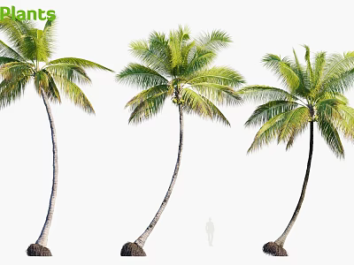 Tall Mature Palm Trees with Slender Trunks and Lush Green Fronds for Outdoor Landscape Design 3d model