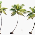 Plant Tropical Tree Coconut Tree 3d model