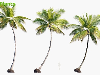 Plant Tropical Tree Coconut Tree 3d model