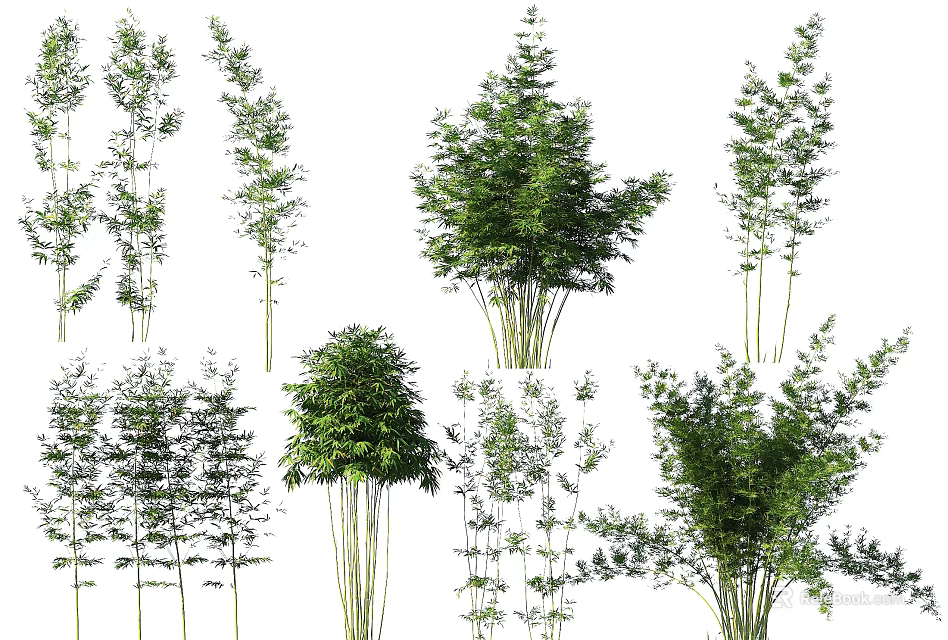 Different Types of Bamboo Plants With Green Leaves And Tall Stems 3d model 
