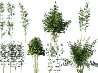 Different Types of Bamboo Plants With Green Leaves And Tall Stems 3d model