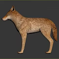 Light Brown Coyote Standing With Erect Ears And Shiny Fur On Dark Surface