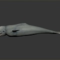 Modern Beluga Dolphin Dolphin 3d model