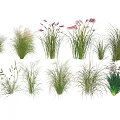 Various Ornamental Grasses with Different Heights Green Foliage and Pink Purple Plumes for Garden Decoration