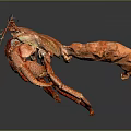 Red Lobster With Curved Claws And Long Antennae On Dark Background