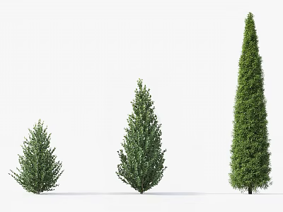 Three Green Arbor Trees Of Different Heights With Lush Evergreen Foliage 3d model