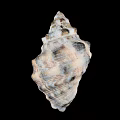 Marine Conch Animal With Spiral Shell Brown Beige Patterns Natural Texture And Curved Edges