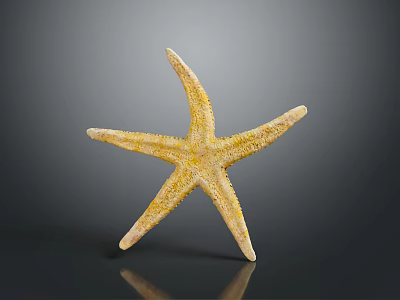 Yellow Starfish With Textured Surface On Gray Background Showing Reflection 3d model