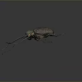 Metallic Green Spotted Beetle With Long Antennae And Legs On Dark Background
