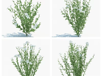 Green Plants With White Flowers Displayed In Various Angles And Natural Foliage Details 3d model