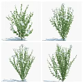 Green Plants With White Flowers Displayed In Various Angles And Natural Foliage Details