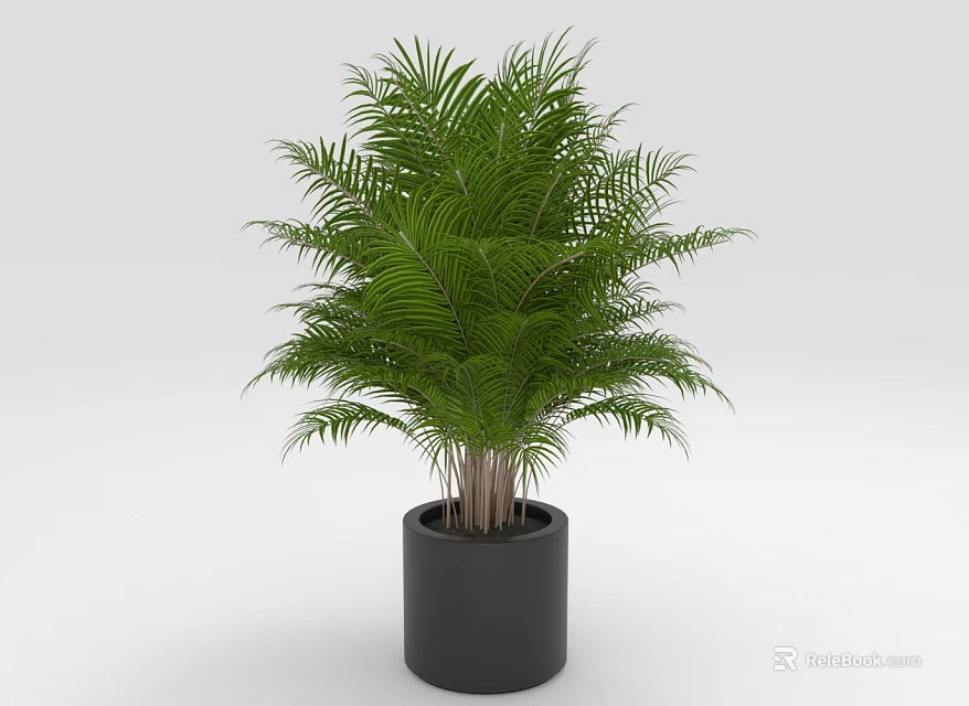 Lush Green Palm Plant With Feathery Leaves In Black Ceramic Pot 3d model 