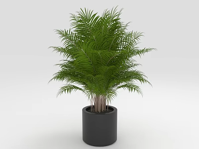 Lush Green Palm Plant With Feathery Leaves In Black Ceramic Pot 3d model