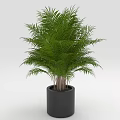 Lush Green Palm Plant With Feathery Leaves In Black Ceramic Pot