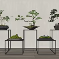 Bonsai Plants Display on Black Metal Stands Various Heights White Wall Background and Wooden Floor