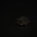 Detailed View of Reptile Turtle with Dark Shell Yellow Eyes and Red Limbs