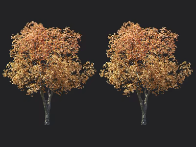 Two Vibrant Autumn Trees Featuring Orange Yellow Leaves Against Black Background 3d model