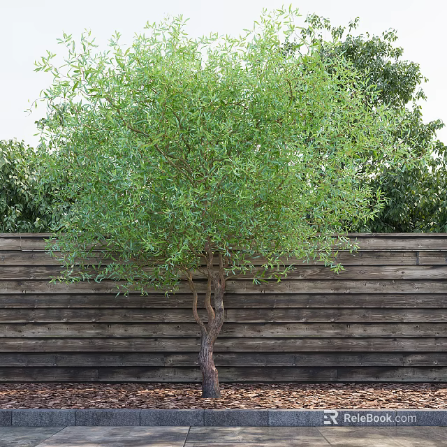 Lush Green Leafy Tree With Brown Trunk Against Wooden Fence 3d model 