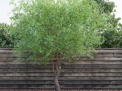 Lush Green Leafy Tree With Brown Trunk Against Wooden Fence 3d model