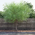 Lush Green Leafy Tree With Brown Trunk Against Wooden Fence