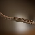 Natural Dry Arbor Branch Showcasing Detailed Wood Grain Texture Against Blurred Background