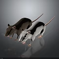 Two Brown and White Mice as Main Characters in Realistic 3D Rendering on Dark Background 3d model