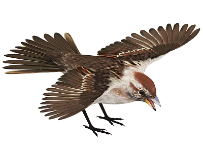 Flying Bird with Spread Wings Brown and White Plumage Red Brown Head Open Beak Calling 3d model