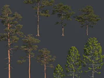 Various Arbor Trees With Different Heights And Crown Shapes For Landscape Design Projects 3d model