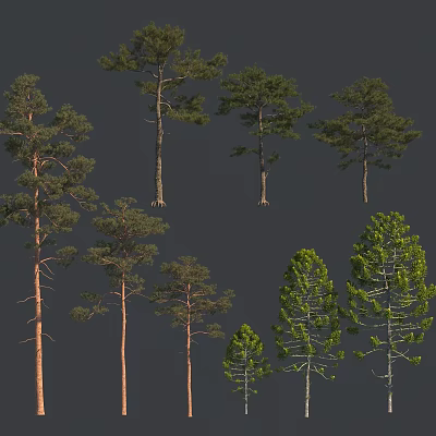 Various Arbor Trees With Different Heights And Crown Shapes For Landscape Design Projects 3d model