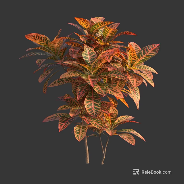 Vibrant Indoor Croton Plant With Colorful Red Orange Yellow Leaves And Green Veins 3d model 