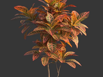 Vibrant Indoor Croton Plant With Colorful Red Orange Yellow Leaves And Green Veins 3d model