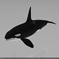 Black And White Orca With Dorsal Fin In Swimming Pose On Gray Background