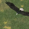 Majestic Eagle Flying High in Blue Sky Over Green Grass Field