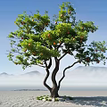 Arbor with Green Leaves and Orange Fruits Against Blue Sky Misty Mountains Sandy Ground