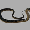 Reptile Snake With Coiled Body Patterned Skin Open Mouth And Flicking Tongue