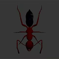 Detailed View Of Red Ant With Black Abdomen And Long Legs On Gray Background