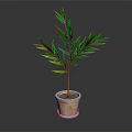 Lush Green Leafy Plant with Long Narrow Leaves in Terracotta Pot on Dark Background