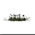 Fresh Natural Green Grass With Small White Flowers Decorative Garden Plant Arrangement