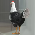 Black and White Feathered Chicken with Red Comb and Orange Feet on Gray Background