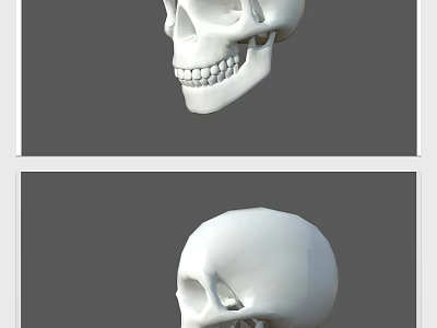 High Quality 3D Skull Model Medical Device for Anatomical Education and Study 3d model