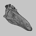 Detailed Dinosaur Skull Fossil With Anatomical Features And Prehistoric Structure