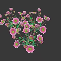 Blooming Vibrant Pink Flowers With Lush Green Leaves For Garden Decoration