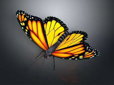 Monarch Butterfly Showing Orange Wings With Black Edges And White Spots On Dark Background 3d model