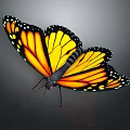 Monarch Butterfly Showing Orange Wings With Black Edges And White Spots On Dark Background