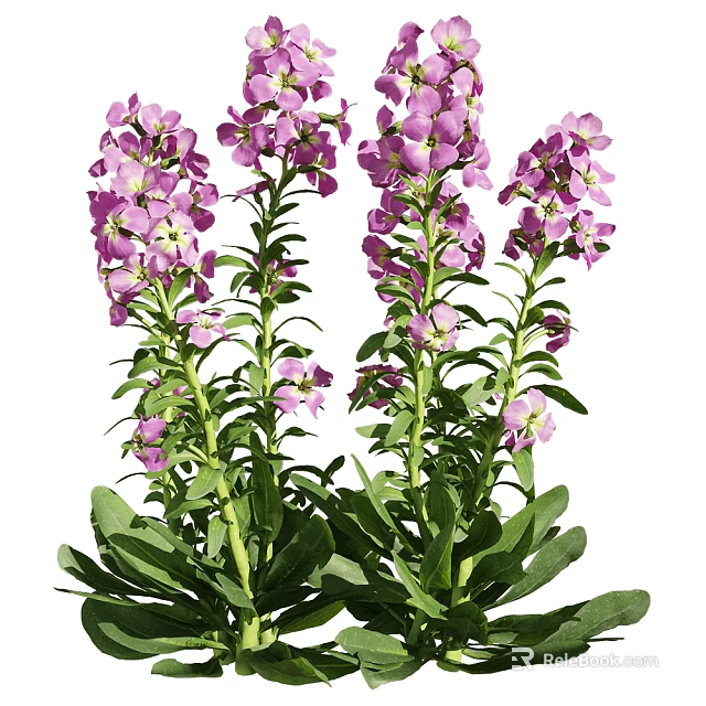 Vibrant purple blooming flowers with lush green leaves and tall stems in garden 3d model 