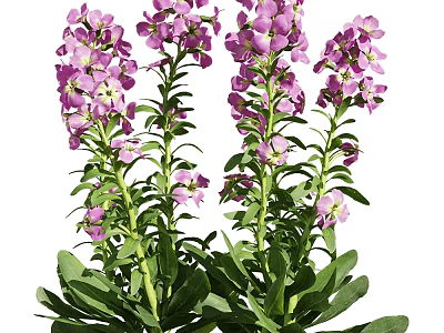 Vibrant purple blooming flowers with lush green leaves and tall stems in garden 3d model