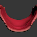 Detailed Anatomical Oral Organ Model Displaying Pink Gingiva And Jaw Structure