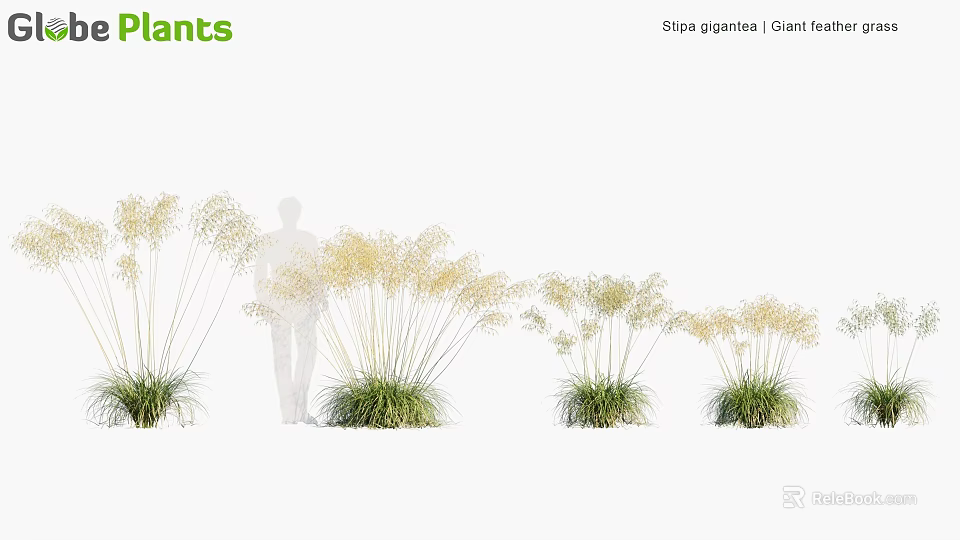Stipa gigantea Diet Feat Ornamental Grasses in Different Sizes with Human Silhouette for Scale 3d model 