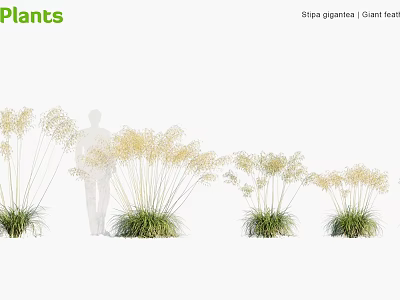 Stipa gigantea Diet Feat Ornamental Grasses in Different Sizes with Human Silhouette for Scale 3d model