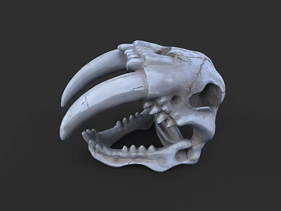 Detailed Animal Skull With Sharp Teeth And Cracked White Bone Texture 3d model